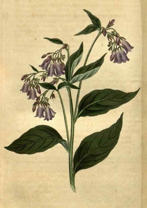 Reproducción/Reproduction 34438936903: Curtis's botanical magazine.. London ; New York [etc.] :Academic Press [etc.]