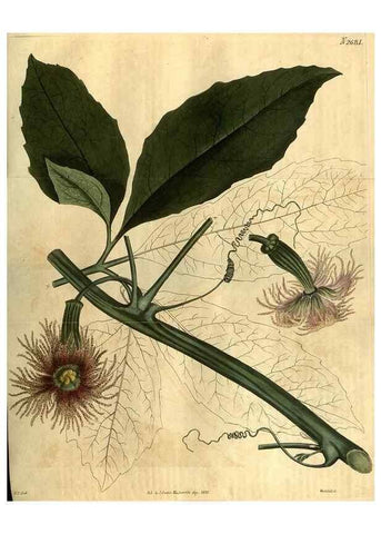 Reproducción/Reproduction 35082641892: Curtis's botanical magazine.. London ; New York [etc.] :Academic Press [etc.]