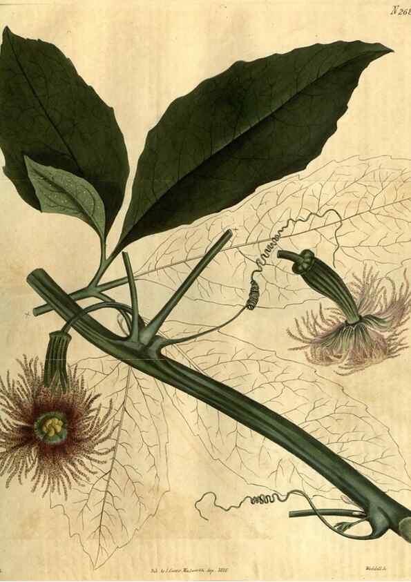 Reproducción/Reproduction 35082641892: Curtis's botanical magazine.. London ; New York [etc.] :Academic Press [etc.]