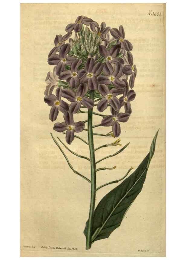 Reproducción/Reproduction 35247930985: Curtis's botanical magazine.. London ; New York [etc.] :Academic Press [etc.]