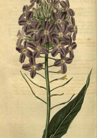 Reproducción/Reproduction 35247930985: Curtis's botanical magazine.. London ; New York [etc.] :Academic Press [etc.]