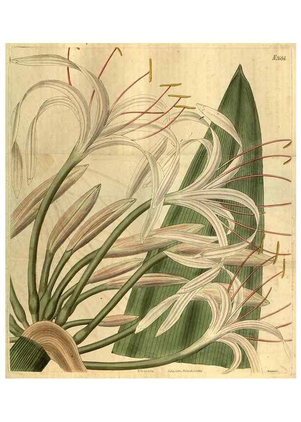 Reproducción/Reproduction 35247933615: Curtis's botanical magazine.. London ; New York [etc.] :Academic Press [etc.]