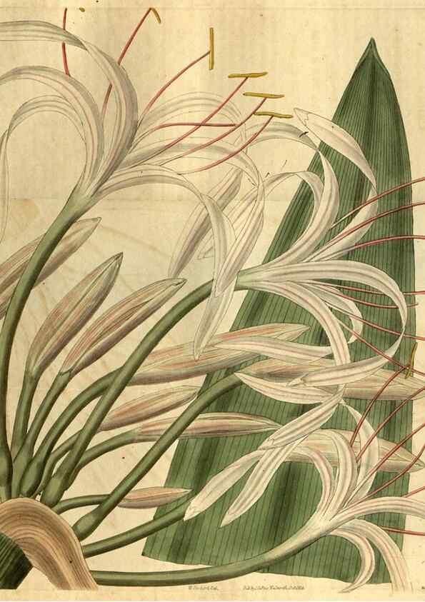 Reproducción/Reproduction 35247933615: Curtis's botanical magazine.. London ; New York [etc.] :Academic Press [etc.]