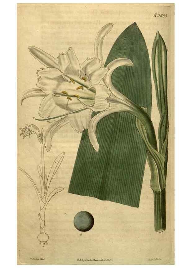 Reproducción/Reproduction 35247935335: Curtis's botanical magazine.. London ; New York [etc.] :Academic Press [etc.]