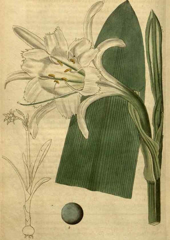Reproducción/Reproduction 35247935335: Curtis's botanical magazine.. London ; New York [etc.] :Academic Press [etc.]