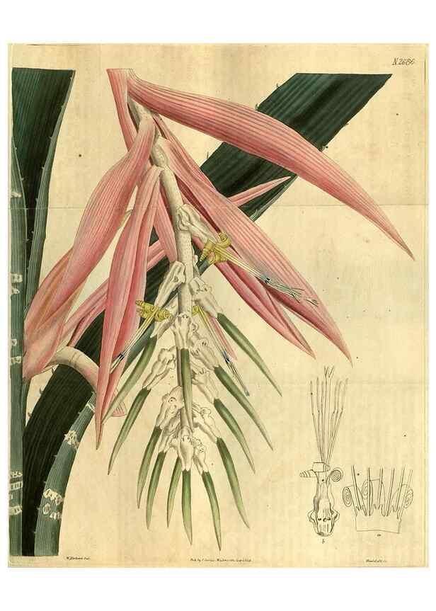Reproducción/Reproduction 34404006334: Curtis's botanical magazine.. London ; New York [etc.] :Academic Press [etc.]