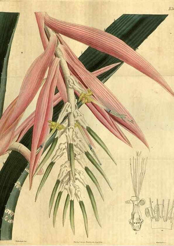 Reproducción/Reproduction 34404006334: Curtis's botanical magazine.. London ; New York [etc.] :Academic Press [etc.]