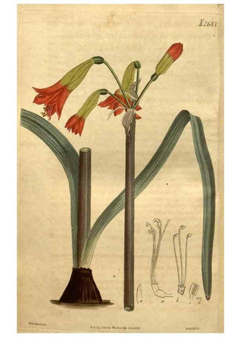 Reproducción/Reproduction 34404008204: Curtis's botanical magazine.. London ; New York [etc.] :Academic Press [etc.]