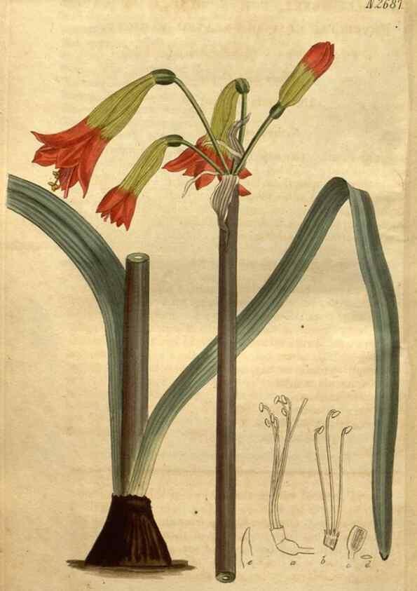 Reproducción/Reproduction 34404008204: Curtis's botanical magazine.. London ; New York [etc.] :Academic Press [etc.]