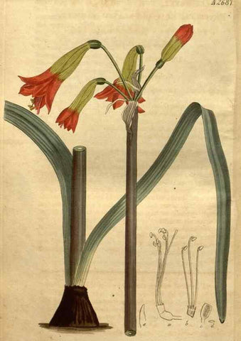 Reproducción/Reproduction 34404008204: Curtis's botanical magazine.. London ; New York [etc.] :Academic Press [etc.]