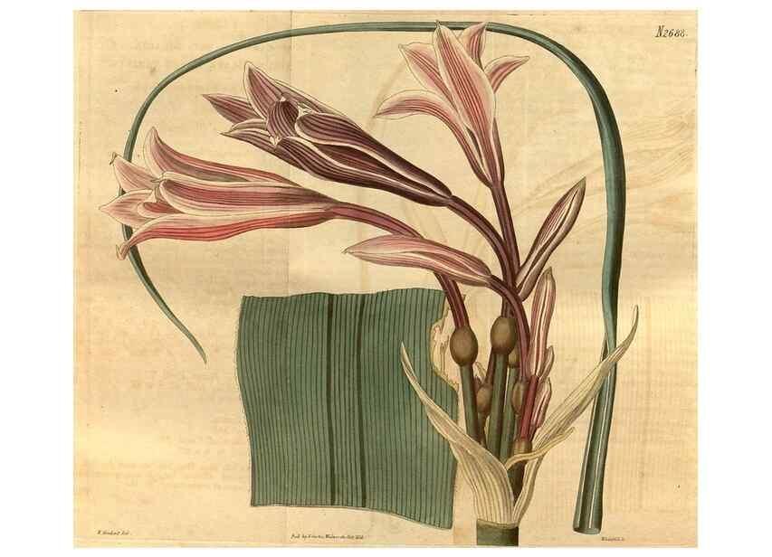 Reproducción/Reproduction 34404009854: Curtis's botanical magazine.. London ; New York [etc.] :Academic Press [etc.]