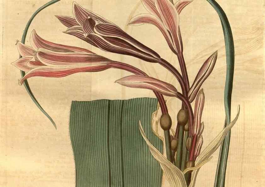 Reproducción/Reproduction 34404009854: Curtis's botanical magazine.. London ; New York [etc.] :Academic Press [etc.]