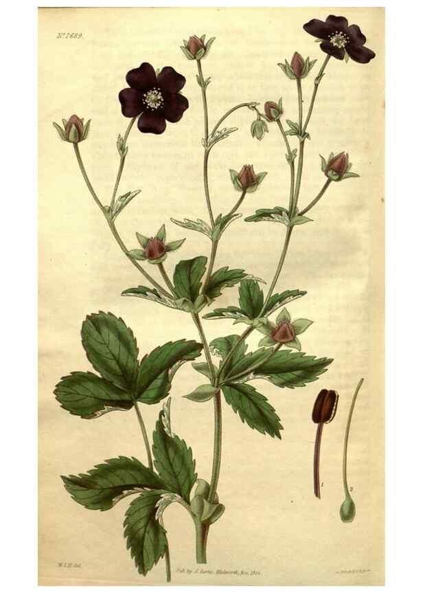 Reproducción/Reproduction 34404011534: Curtis's botanical magazine.. London ; New York [etc.] :Academic Press [etc.]