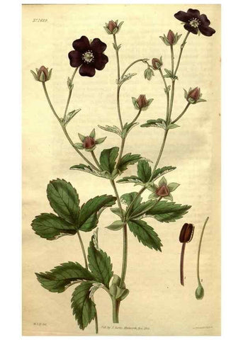 Reproducción/Reproduction 34404011534: Curtis's botanical magazine.. London ; New York [etc.] :Academic Press [etc.]
