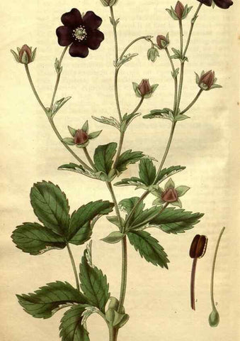 Reproducción/Reproduction 34404011534: Curtis's botanical magazine.. London ; New York [etc.] :Academic Press [etc.]