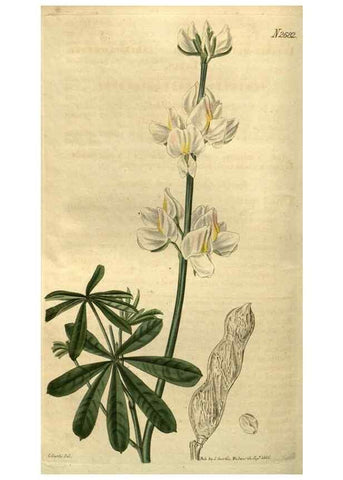Reproducción/Reproduction 35082644492: Curtis's botanical magazine.. London ; New York [etc.] :Academic Press [etc.]