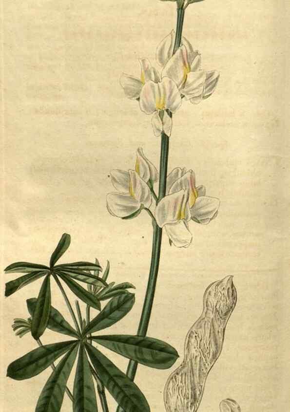 Reproducción/Reproduction 35082644492: Curtis's botanical magazine.. London ; New York [etc.] :Academic Press [etc.]