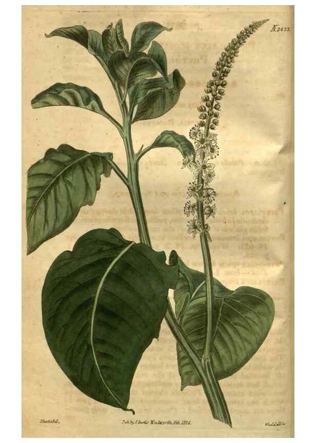 Reproducción/Reproduction 35118109741: Curtis's botanical magazine.. London ; New York [etc.] :Academic Press [etc.]