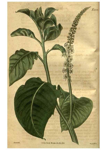 Reproducción/Reproduction 35118109741: Curtis's botanical magazine.. London ; New York [etc.] :Academic Press [etc.]