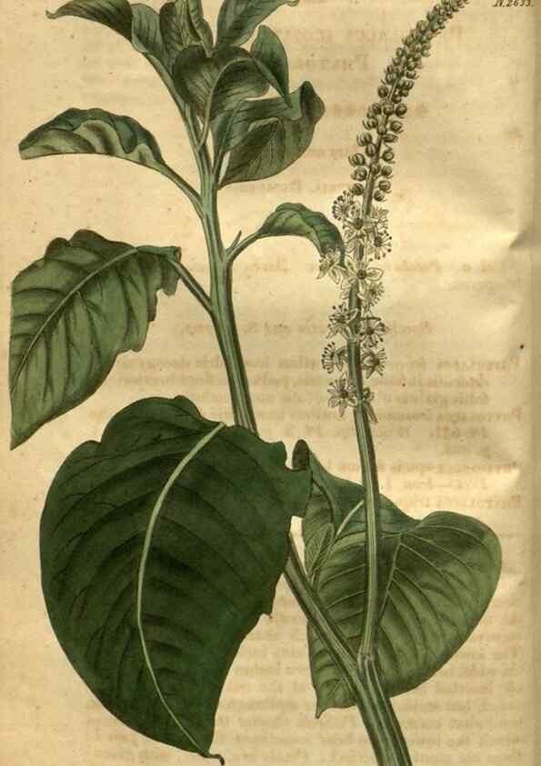 Reproducción/Reproduction 35118109741: Curtis's botanical magazine.. London ; New York [etc.] :Academic Press [etc.]