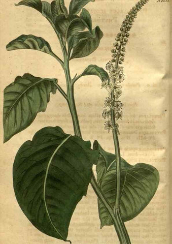 Reproducción/Reproduction 35118109741: Curtis's botanical magazine.. London ; New York [etc.] :Academic Press [etc.]