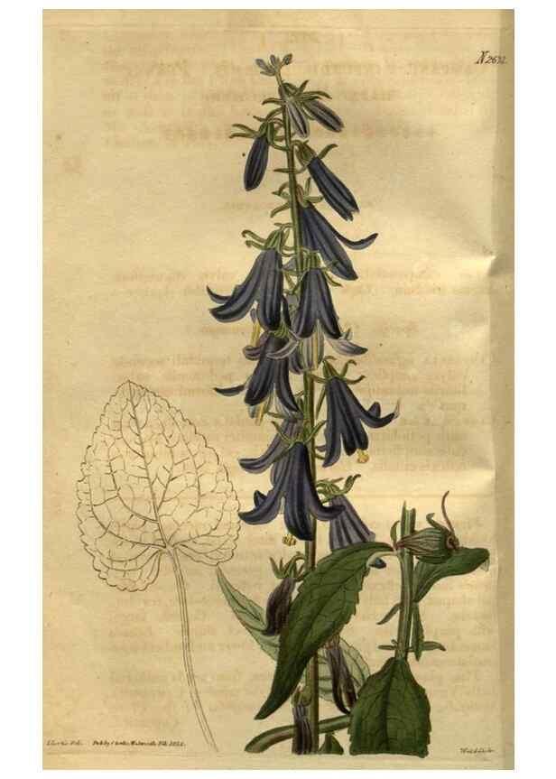 Reproducción/Reproduction 35247827185: Curtis's botanical magazine.. London ; New York [etc.] :Academic Press [etc.]