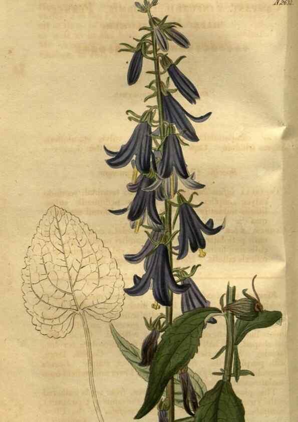 Reproducción/Reproduction 35247827185: Curtis's botanical magazine.. London ; New York [etc.] :Academic Press [etc.]