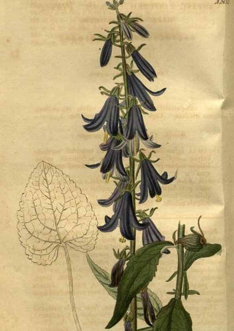 Reproducción/Reproduction 35247827185: Curtis's botanical magazine.. London ; New York [etc.] :Academic Press [etc.]