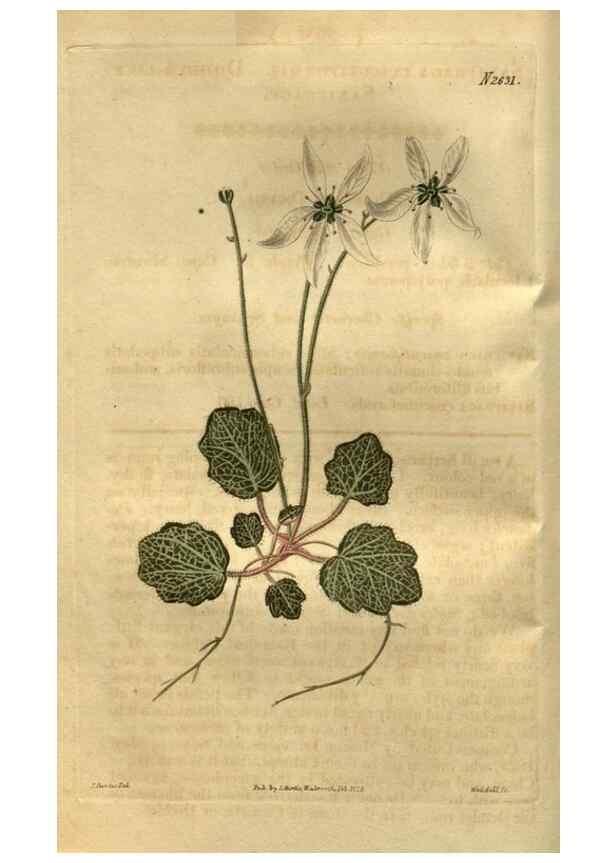 Reproducción/Reproduction 35247824895: Curtis's botanical magazine.. London ; New York [etc.] :Academic Press [etc.]
