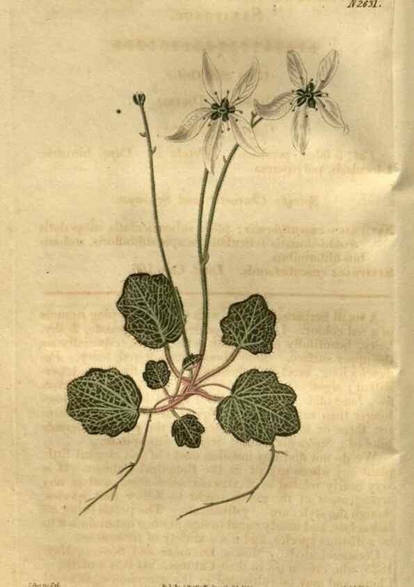 Reproducción/Reproduction 35247824895: Curtis's botanical magazine.. London ; New York [etc.] :Academic Press [etc.]