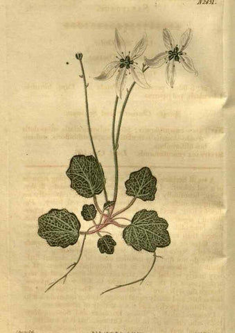 Reproducción/Reproduction 35247824895: Curtis's botanical magazine.. London ; New York [etc.] :Academic Press [etc.]