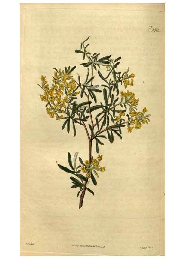 Reproducción/Reproduction 34438646423: Curtis's botanical magazine.. London ; New York [etc.] :Academic Press [etc.]