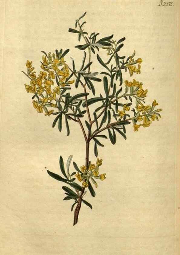 Reproducción/Reproduction 34438646423: Curtis's botanical magazine.. London ; New York [etc.] :Academic Press [etc.]