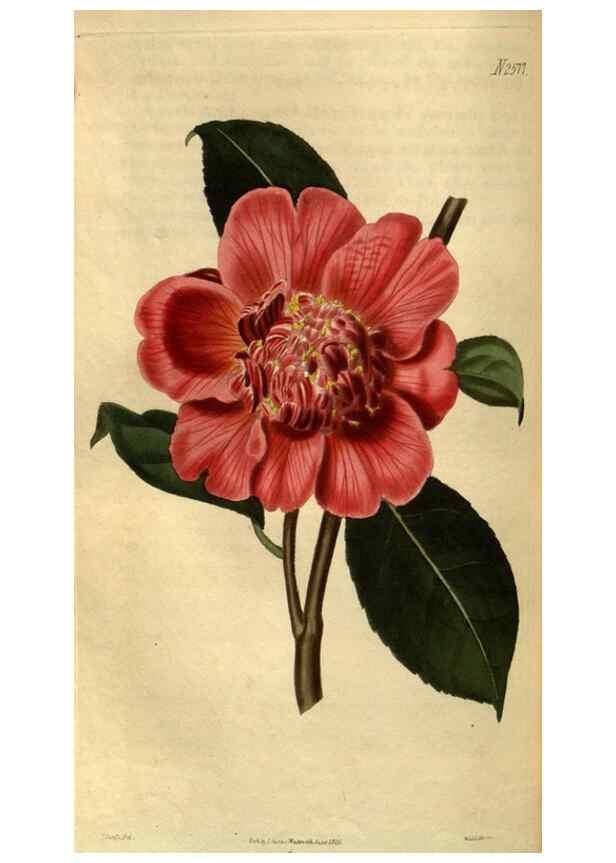 Reproducción/Reproduction 34438650113: Curtis's botanical magazine.. London ; New York [etc.] :Academic Press [etc.]