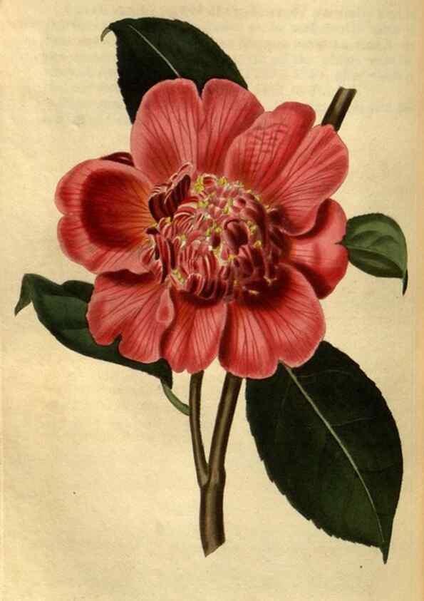 Reproducción/Reproduction 34438650113: Curtis's botanical magazine.. London ; New York [etc.] :Academic Press [etc.]