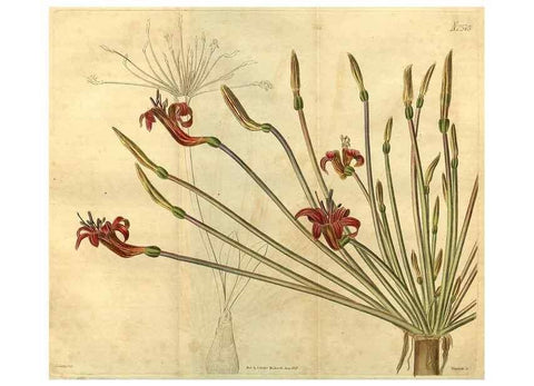 Reproducción/Reproduction 34438653493: Curtis's botanical magazine.. London ; New York [etc.] :Academic Press [etc.]