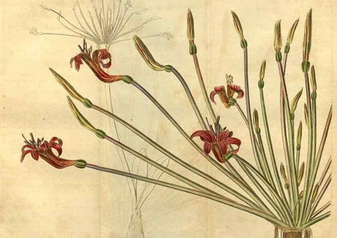 Reproducción/Reproduction 34438653493: Curtis's botanical magazine.. London ; New York [etc.] :Academic Press [etc.]