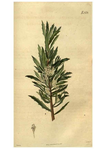 Reproducción/Reproduction 34438657613: Curtis's botanical magazine.. London ; New York [etc.] :Academic Press [etc.]