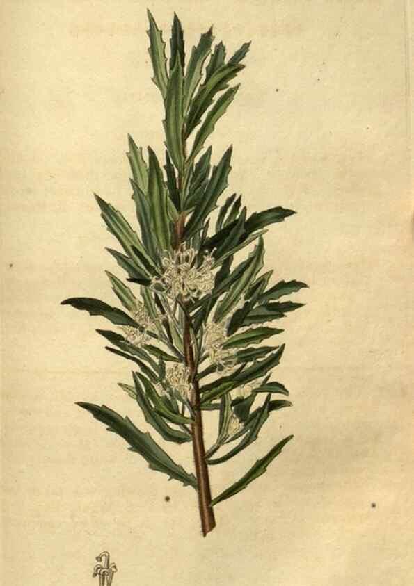 Reproducción/Reproduction 34438657613: Curtis's botanical magazine.. London ; New York [etc.] :Academic Press [etc.]