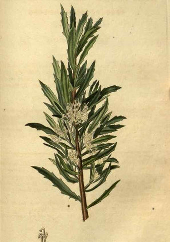 Reproducción/Reproduction 34438657613: Curtis's botanical magazine.. London ; New York [etc.] :Academic Press [etc.]
