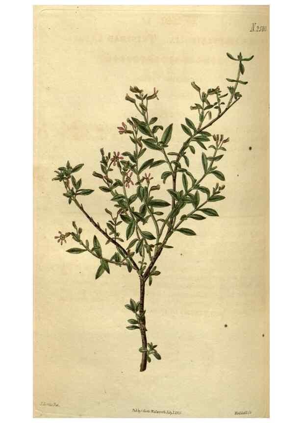 Reproducción/Reproduction 35247677755: Curtis's botanical magazine.. London ; New York [etc.] :Academic Press [etc.]