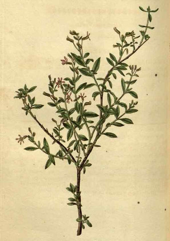 Reproducción/Reproduction 35247677755: Curtis's botanical magazine.. London ; New York [etc.] :Academic Press [etc.]
