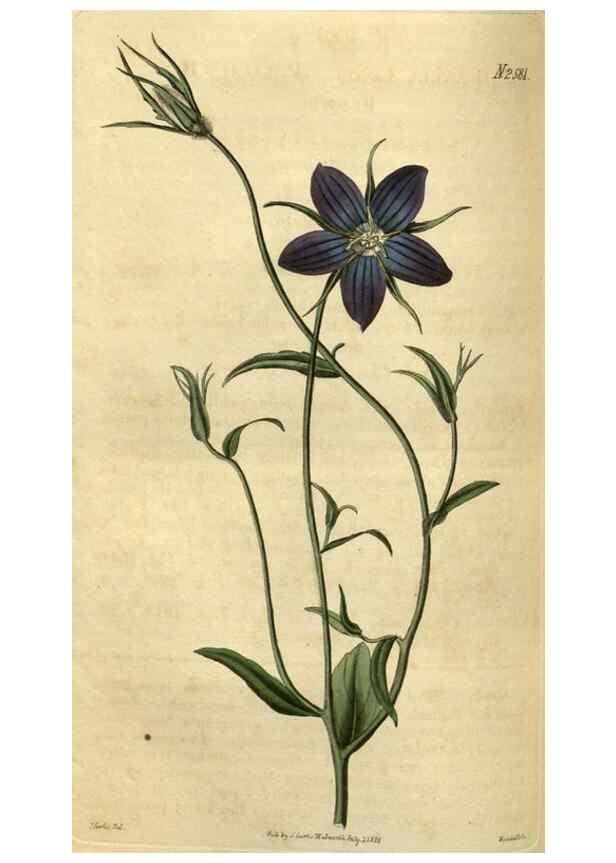 Reproducción/Reproduction 35247679585: Curtis's botanical magazine.. London ; New York [etc.] :Academic Press [etc.]