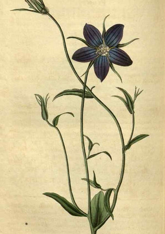 Reproducción/Reproduction 35247679585: Curtis's botanical magazine.. London ; New York [etc.] :Academic Press [etc.]