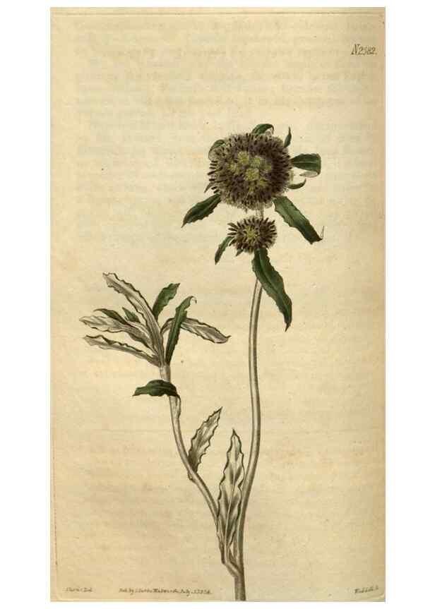 Reproducción/Reproduction 35247681605: Curtis's botanical magazine.. London ; New York [etc.] :Academic Press [etc.]
