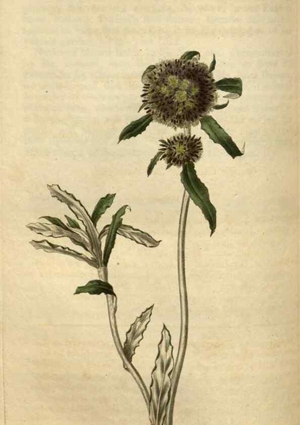 Reproducción/Reproduction 35247681605: Curtis's botanical magazine.. London ; New York [etc.] :Academic Press [etc.]
