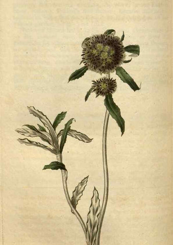 Reproducción/Reproduction 35247681605: Curtis's botanical magazine.. London ; New York [etc.] :Academic Press [etc.]