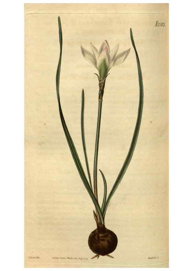 Reproducción/Reproduction 35247684415: Curtis's botanical magazine.. London ; New York [etc.] :Academic Press [etc.]