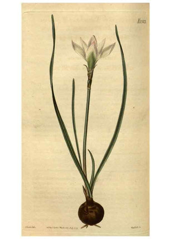 Reproducción/Reproduction 35247684415: Curtis's botanical magazine.. London ; New York [etc.] :Academic Press [etc.]