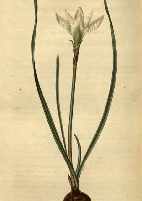 Reproducción/Reproduction 35247684415: Curtis's botanical magazine.. London ; New York [etc.] :Academic Press [etc.]